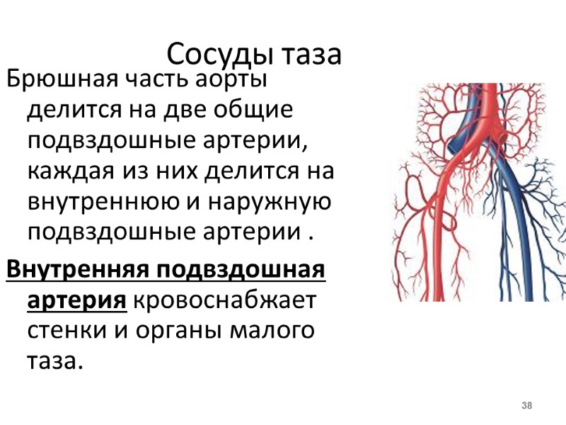 Сосуды таза Брюшная часть аорты делится на две общие подвздошные артерии, каждая из них